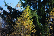 Székelyudvarhely